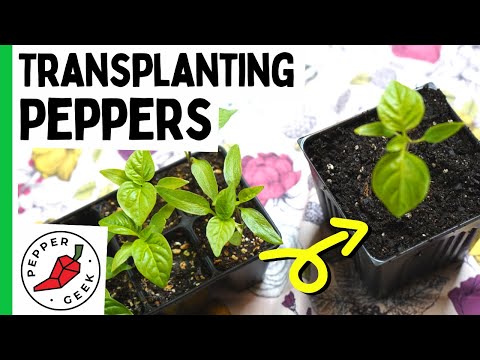 , title : 'Transplanting Pepper Seedlings - When and How To Transplant - Pepper Geek'