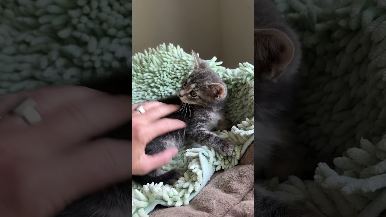 Dickens (bottle baby) watch VIDEO, an adopted Domestic Short Hair in Port Orange, FL video 5/5