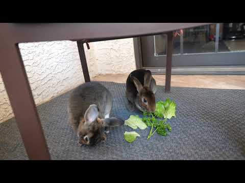 image-Is a female rabbit called a bunny?