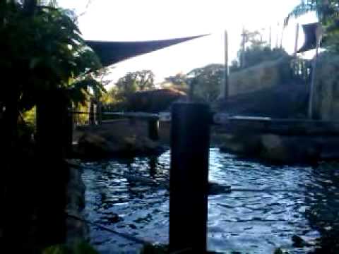 Elephants at Taronga Zoo