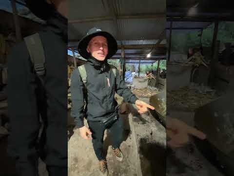 Así se hace la panela en TOLEDO - NORTE DE SANTANDER🇨🇴😍  #short #shorts #shortvideo #shortsfeed