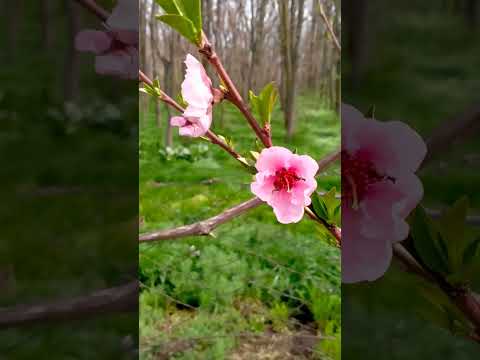 Giorgia/;Fiori di marzo!