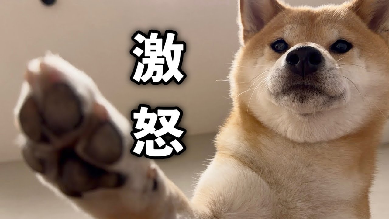 愛犬に本気で怒られました…