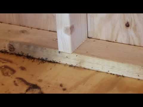 Pavement Ants Overrun Storage Shed in Freehold, NJ