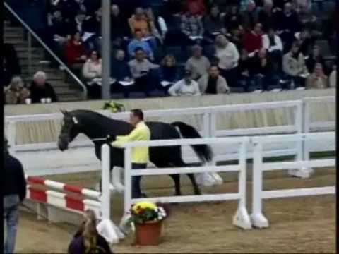 COEUR DE CENTO: Hannover stallion by Coupe de Coeur x Cento, www.equine-evolution.com