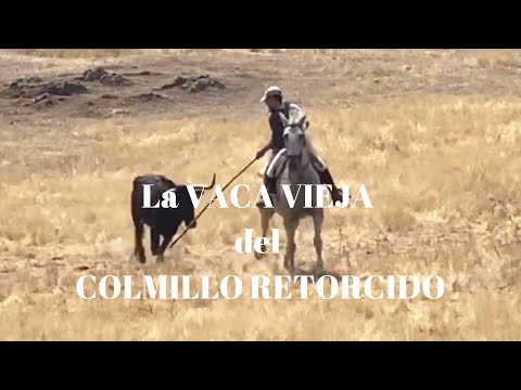 VACA VIEJA DEL COLMILLO RETORCIDO