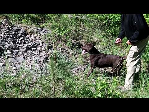 Seidi 15 sec delay rubble