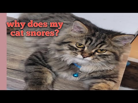 Is my cat snoring or wheezing? / Or having trouble in breathing