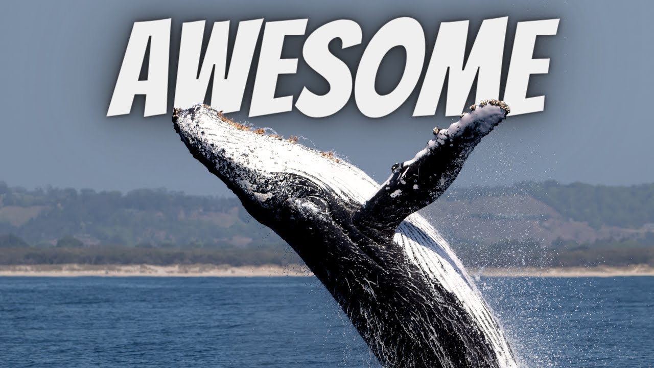 A family shares experience of their whale watching tour.