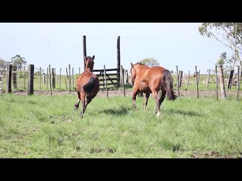 Maria Bassa Condessa