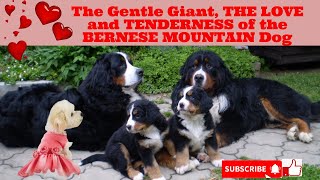 The Gentle Giant, How the BERNESE MOUNTAIN DOG can help HUMAN MENTAL HEALTH ?
