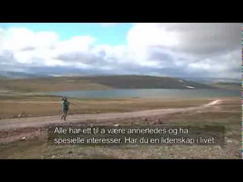 Dotterel - Mornells - Guignards- Boltit - Varanger - Norwegian TV Finnmark