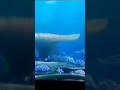 Ending Of Finding Dory In Swedish