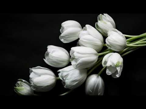 Amor y Primavera-  Francisco Canaro ~ Vals~ *****