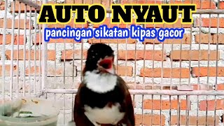 Download lagu PANCINGAN SIKATAN KIPAS SUSAH BUNYI || SIKATAN KIPAS GACOR mp3 Download lagu PANCINGAN SIKATAN KIPAS SUSAH BUNYI || SIKATAN KIPAS GACOR mp3