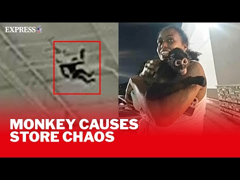Bizarre police bodycam footage captures pet monkey on the loose in Texas store - YouTube