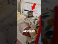 This Cat S Reaction To A Newborn Crying For The First Time Is Hilarious ️