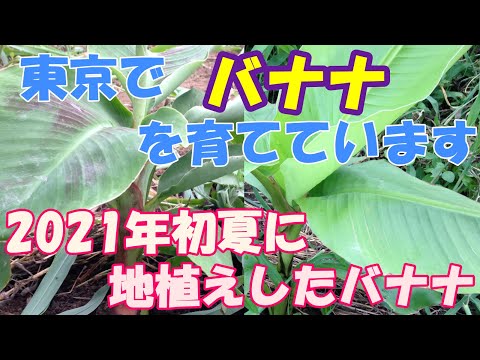 丈夫なバナナの木を植える ムーサ・フロリダと呼ばれる斑入りのバナナの種を植える まれに耐寒性が低い