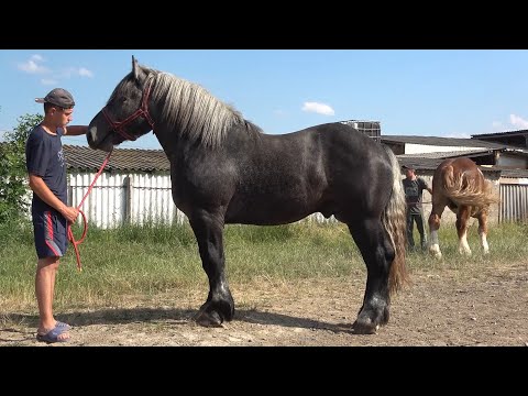 Prezentare armasari si cai impreuna cu Mircea si cativa prieteni, Ruseni, Satu Mare - 2021 Nou!!!