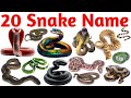 20 Snake Names For Kids Learn Snake Species With Pictures Sounds Educational Animal Video