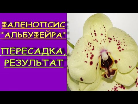 ОРХИДЕЯ phal.'Albufeira":ПЕРЕСАДКА+РЕЗУЛЬТАТ.Фаленопсис "АЛЬБУФЕЙРА".