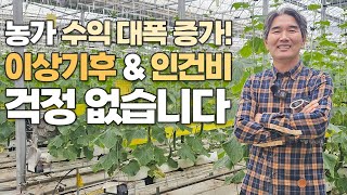 인건비는 줄이고 상품성은 높여주는 오이 재배 비결! 여름 오이로 수익 증가까지