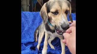 Video preview image #1 Beagle-Siberian Husky Mix Puppy For Sale in Cuba, NY, USA