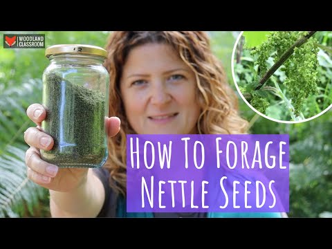 How To Forage Nettle Seeds
