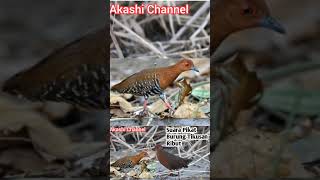 Download lagu suara Pikat Burung Tikusan Ribut mp3