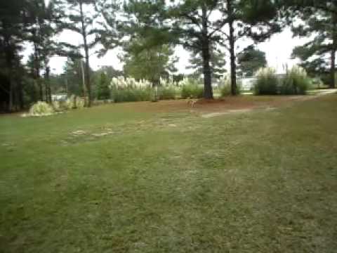 2014.01.26 Dog catching ball￼