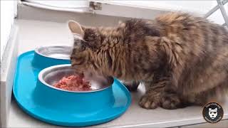 Alimentation naturelle : les chats aussi y ont droit !