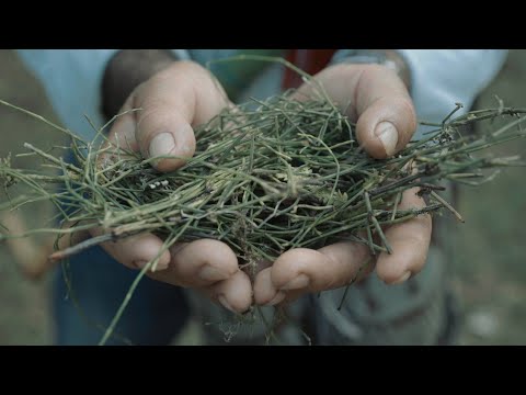 Plantas medicinales Pijao - Plantas de Poder