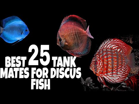 Tank Mates For Discus Fish