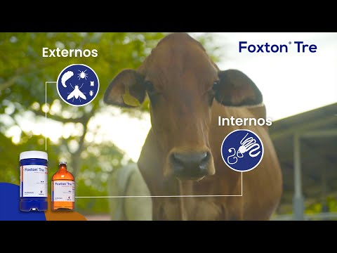 , title : 'Cómo controlar parásitos y garrapatas en ganado bovino | Foxton TRE, Doramectina al 3,5 %'