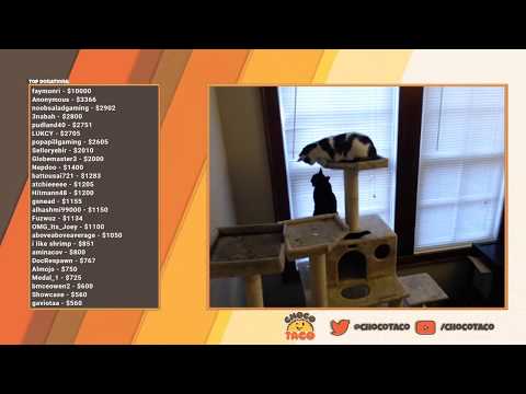 CHOCOTACO FUNNY CATS 😂😻