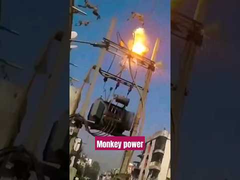 monkey got a electric shock #shocking #viralshorts
