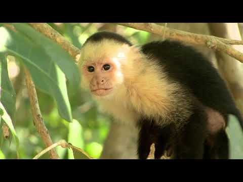 Curious Capuchin Monkeys in Costa Rica!
