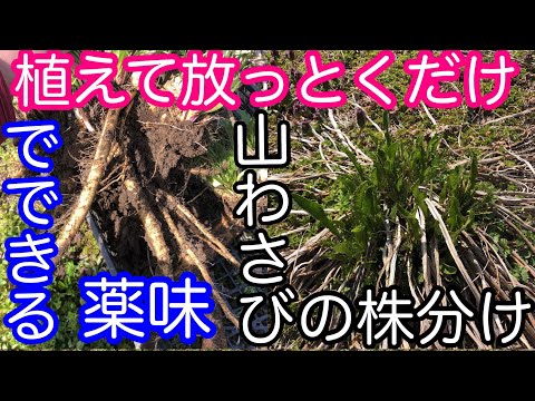 ホースラディッシュ、ホースラディッシュ 植物