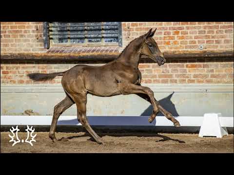 Nr. 47   "Undercut" Hengstfohlen von Integer -  Sixtus