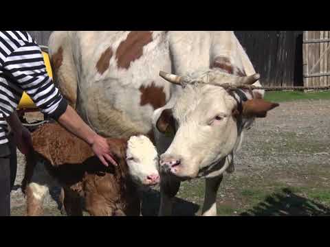 download lagu mp3 mp4 Veterinar Kotor, download lagu Veterinar Kotor gratis, unduh video klip Veterinar Kotor