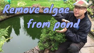 How to remove algae from pond without harming fish