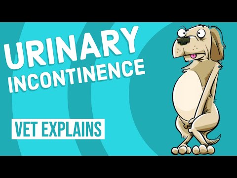 YouTube video about: Can antibiotics cause incontinence in dogs?