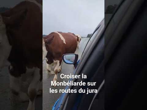 tous les jours et toujours sages