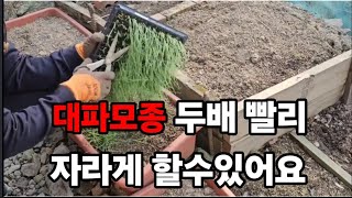 대파모종 이렇게 하면 두세배 빨리 자라요 싹뚝 잘라야하는 이유! #대파재배 #대파키우기 #대파모종심는방법 #…