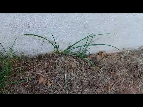 Treating the Home for Ants in Hopewell, NJ