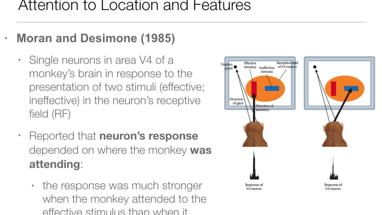 Perception:  8.2 Attention to Locations and Features