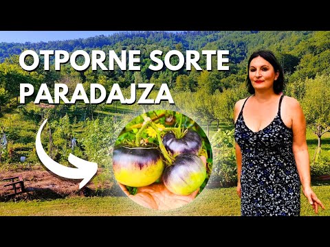 I have discovered RESISTANT TOMATO VARIETIES to BLIGHT