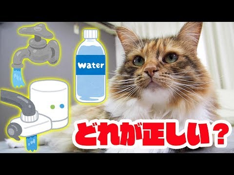 なぜ猫は水道水を飲むのでしょうか?