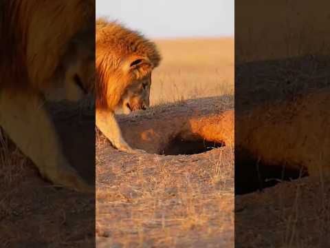 WARTHOG VS LION 🦁 FUNNY MOMENTS 😂