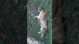 Download lagu Tiger mp3